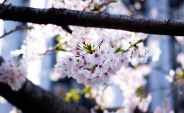 Yokohama 'daki en iyi kiraz çiçeği.