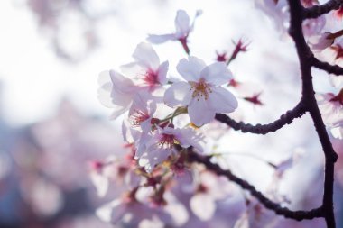 Yokohama 'daki en iyi kiraz çiçeği.