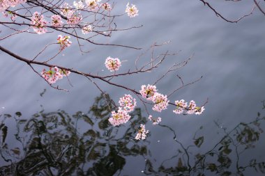 Yokohama 'daki en iyi kiraz çiçeği.