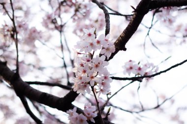 Yokohama 'daki en iyi kiraz çiçeği.