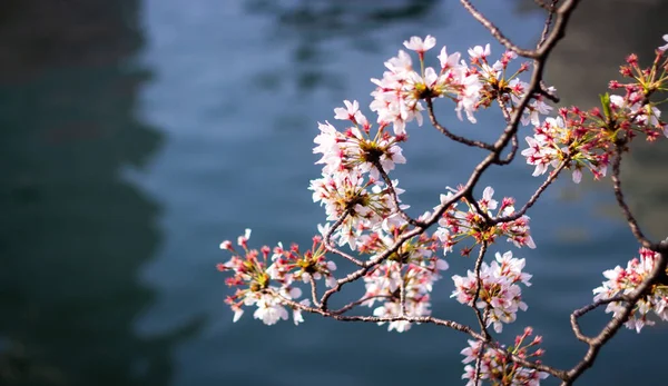 Melhor Flor Cereja Yokohama — Fotografia de Stock