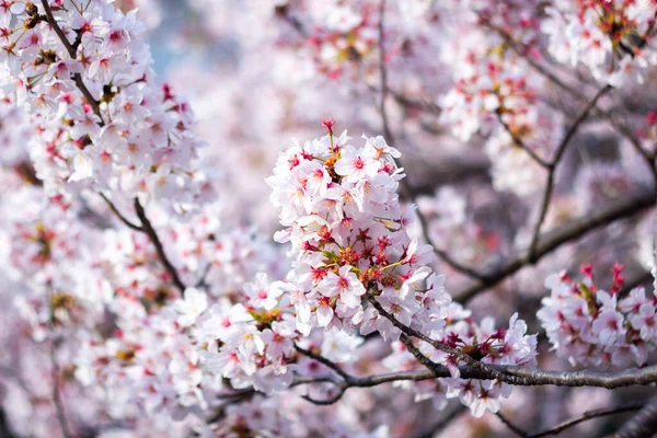 Найкращий Цвіт Вишні Йокогамі — стокове фото