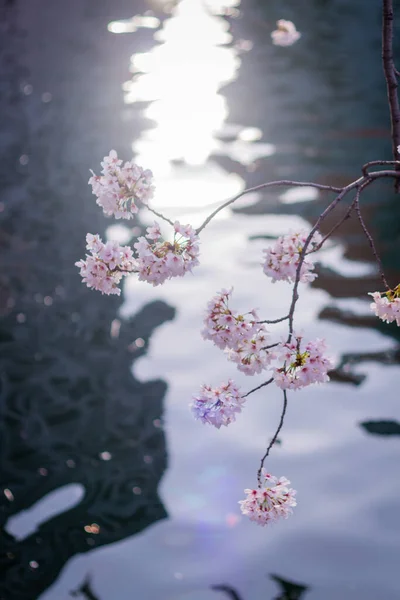 Найкращий Цвіт Вишні Йокогамі — стокове фото