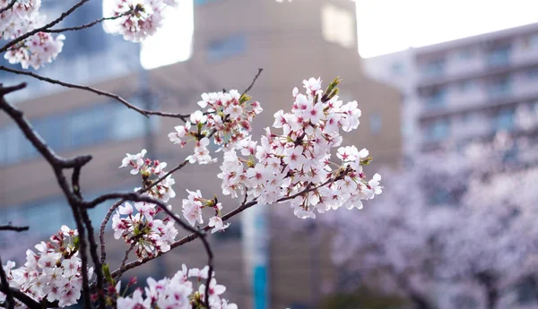 Miglior Fiore Ciliegio Yokohama — Foto Stock