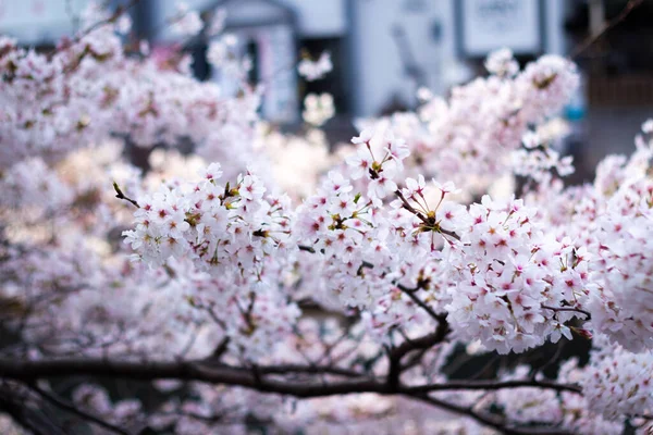Die Beste Kirschblüte Yokohama Stockbild