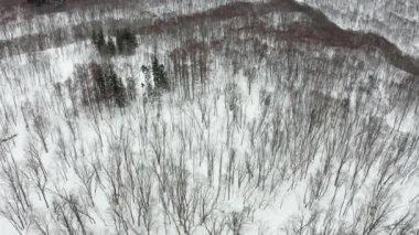 Niseko 'daki güzel kış