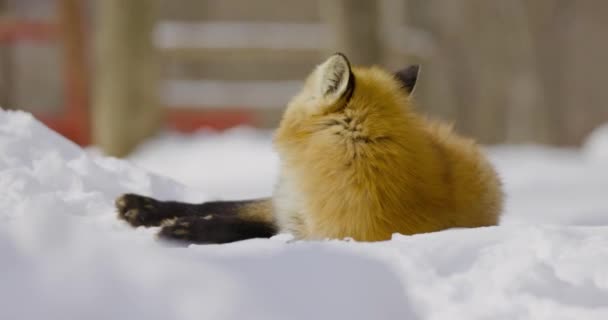 Schöner Fuchs Schnee — Stockvideo