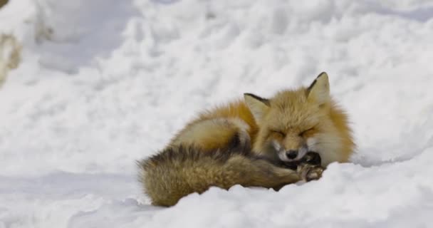 Schöner Fuchs Schnee — Stockvideo