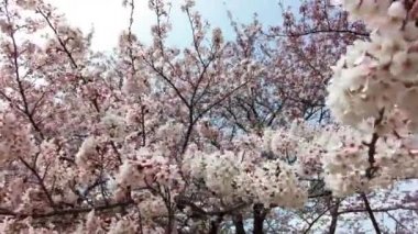 Yokohama 'daki en iyi kiraz çiçeği.