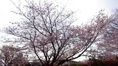 Yokohama 'daki en iyi kiraz çiçeği.