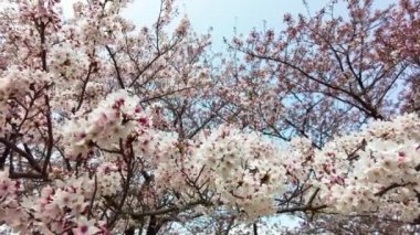 Yokohama 'daki en iyi kiraz çiçeği.