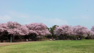 Yokohama 'daki en iyi kiraz çiçeği.