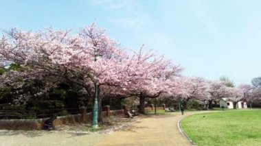 Yokohama 'daki en iyi kiraz çiçeği.