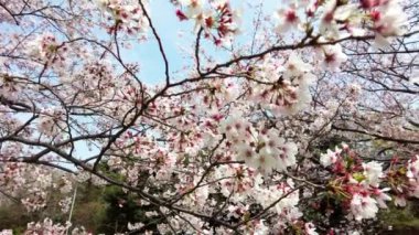 Yokohama 'daki en iyi kiraz çiçeği.