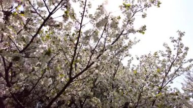 Yokohama 'daki en iyi kiraz çiçeği.