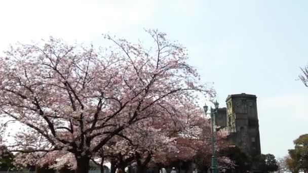 Mejor Flor Cerezo Yokohama — Vídeos de Stock