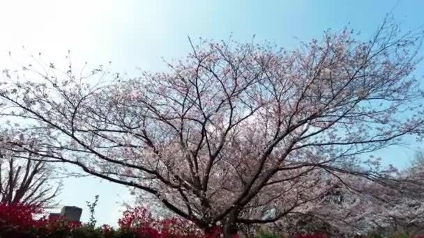 Mejor Flor Cerezo Yokohama — Vídeos de Stock