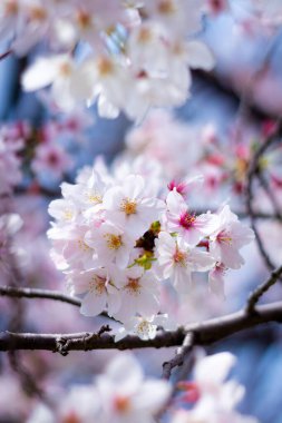 Yokohama 'daki en iyi kiraz çiçeği.