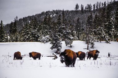 Kışın Yellowstone Milli Parkı
