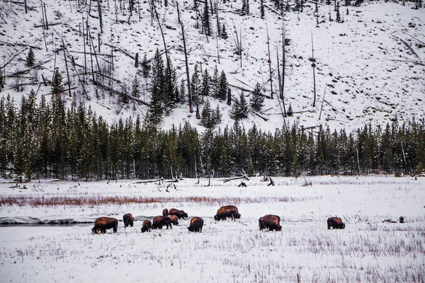 Parque Nacional Yellowstone Invierno — Zdjęcie stockowe