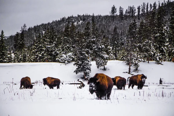 Kışın Yellowstone Milli Parkı