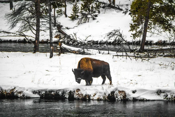 Yellowstone Nationalpark Vinter — Stockfoto