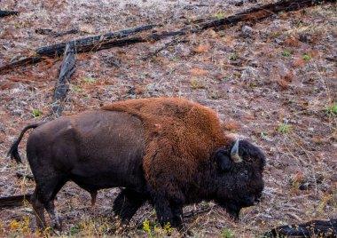 Yellowstone Millî Parkı Güz