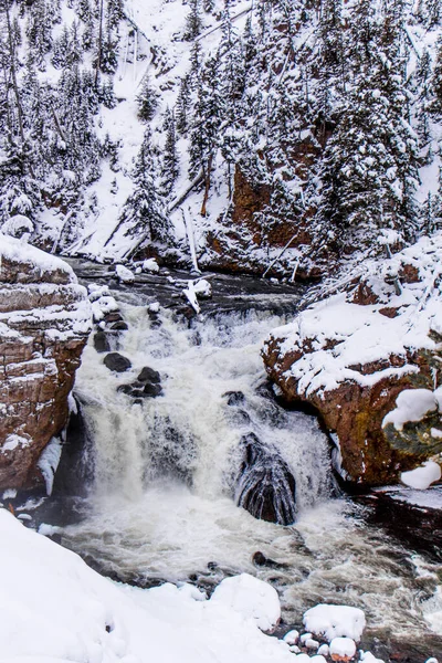 Parc National Yellowstone Hiver — Photo