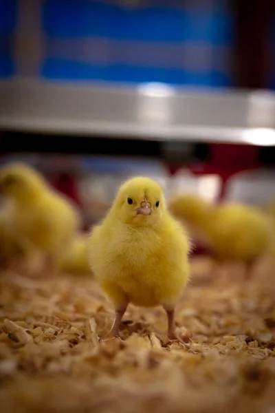 Japonya 'daki şirin tavuk.