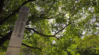 Tokyo 'nun en iyi manzarası.