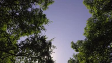 Tokyo 'nun en iyi manzarası.