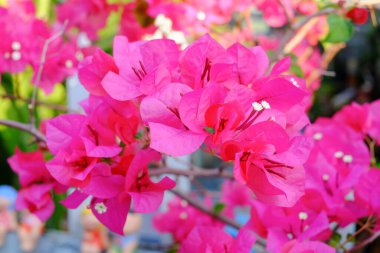 Bougainvillea çiçekleri, yumuşak odak