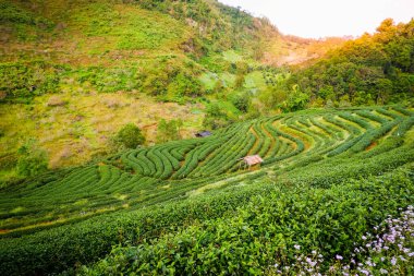 Doi angkhang Mountain Chiang Mai Tayland 'da Çilek Çiftliği