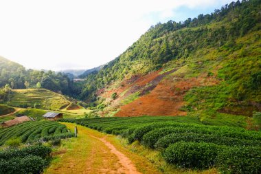 Doi angkhang Mountain Chiang Mai Tayland 'da Çilek Çiftliği