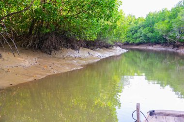 Nehir kıyısındaki Mangrove Ormanı