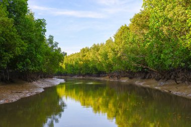 Nehir kıyısındaki Mangrove Ormanı