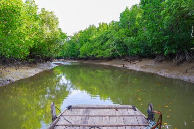 Nehir kıyısındaki Mangrove Ormanı