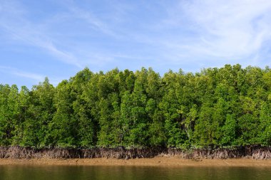 Nehir kıyısındaki Mangrove Ormanı