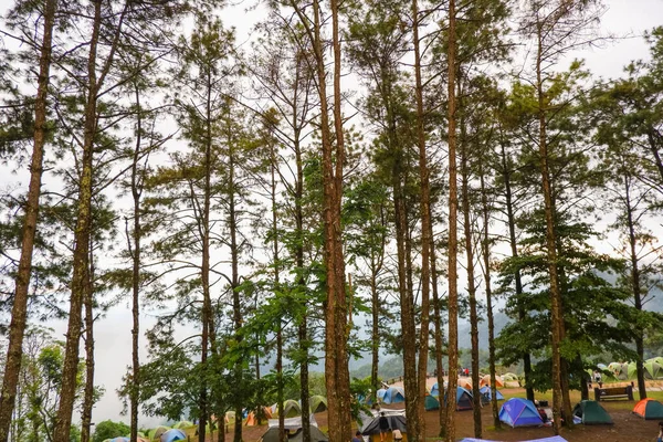Tree Mon Sone Doi Pha Hom Pok National Park Angkhang — Stock Photo, Image