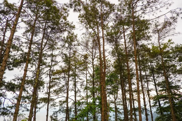 Doi Pha Hom Pok Ulusal Parkı 'nda Mon Sone Ağacı Kuzey Tayland' da Angkhang Chiang Mai, en popüler turistik mekan.