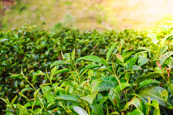 Close-up on top of leaves green tea in tea farm