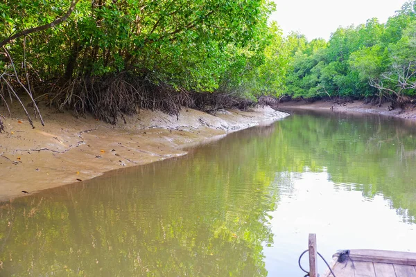 Nehir kıyısındaki Mangrove Ormanı