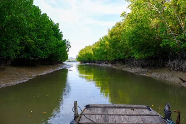 Nehir kıyısındaki Mangrove Ormanı