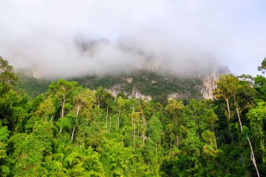 Rajjaprabha Barajı 'ndaki doğa ağacı (Cheow Lan Gölü) Khao Sok Ulusal Parkı, Suratthani Eyaleti Tayland