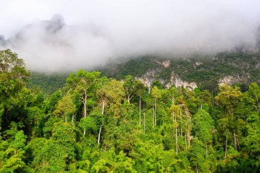 Rajjaprabha Barajı 'ndaki doğa ağacı (Cheow Lan Gölü) Khao Sok Ulusal Parkı, Suratthani Eyaleti Tayland
