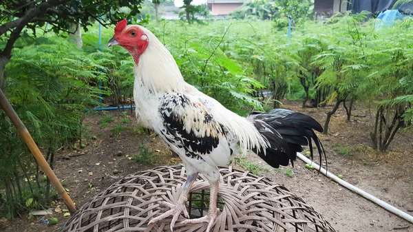 Thaise Haan Staan Met Groene Boom Achtergrond — Stockfoto