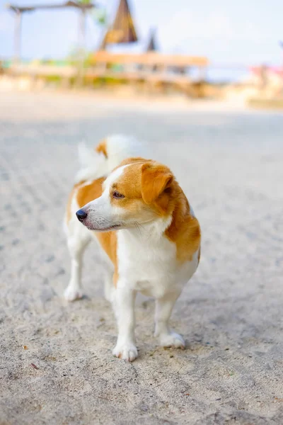 Собака Стоит Полу — стоковое фото