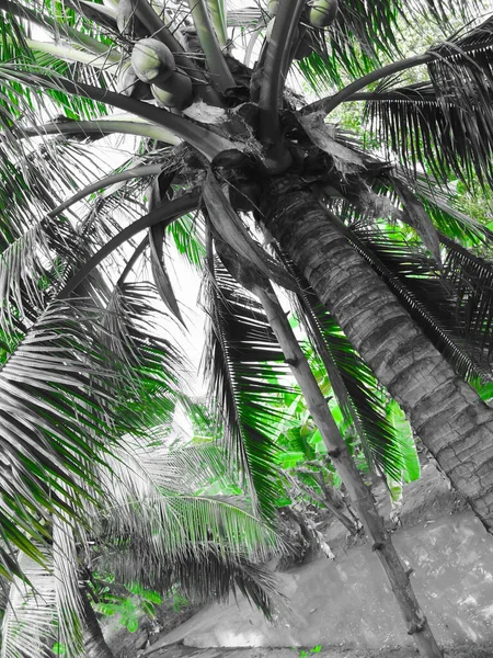 熱帯の庭のヤシの木 — ストック写真