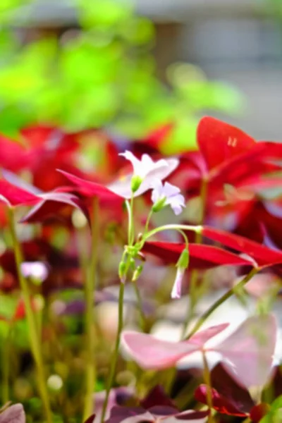 Çiçek Açan Bitki Örtüsüyle Soyut Bulanık Doğa Sahnesi — Stok fotoğraf