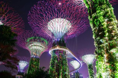 Singapur 'da gece körfez kenarındaki Supertree Grove Gardens, doğanın ve teknolojinin birleşimi.